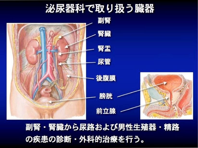 泌尿器科で扱う臓器.jpg